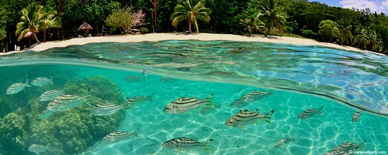 Vue sous-marine d'un banc de poissons tropicaux au large d'une plage
