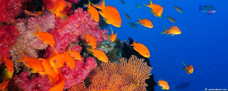 Banc de poissons orange et coraux rouges dans l'eau bleue
