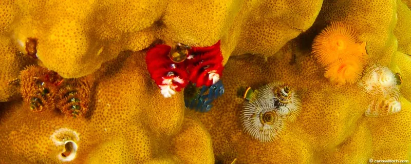Étoiles de mer colorées et autres créatures marines sur corail jaune
