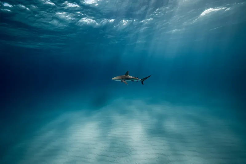 Requin à pointe noire nageant paisiblement dans l'eau bleue