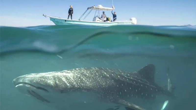 Requin baleine nageant sous un bateau avec des plongeurs à bord