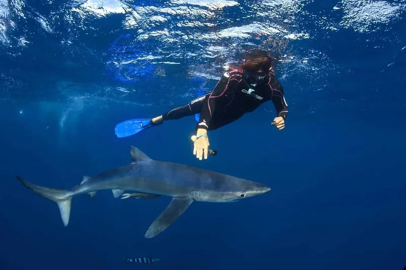 Plongeuse nageant au-dessus d'un requin bleu dans l'océan profond