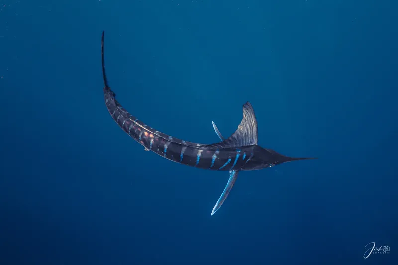 Un magnifique espadon nageant dans les eaux bleues de l'océan