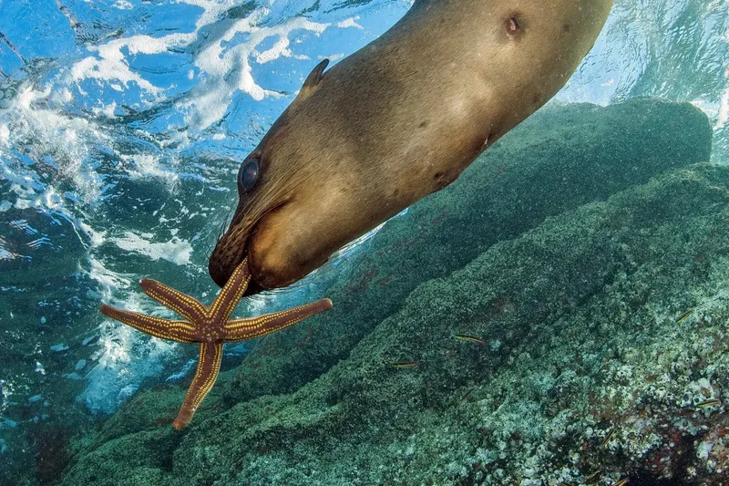 Otarie curieuse nageant avec une étoile de mer sur fond rocheux
