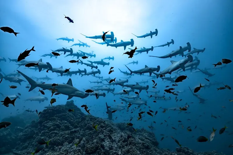 Banc de requins marteaux nageant au-dessus d'un récifal corallien bleu