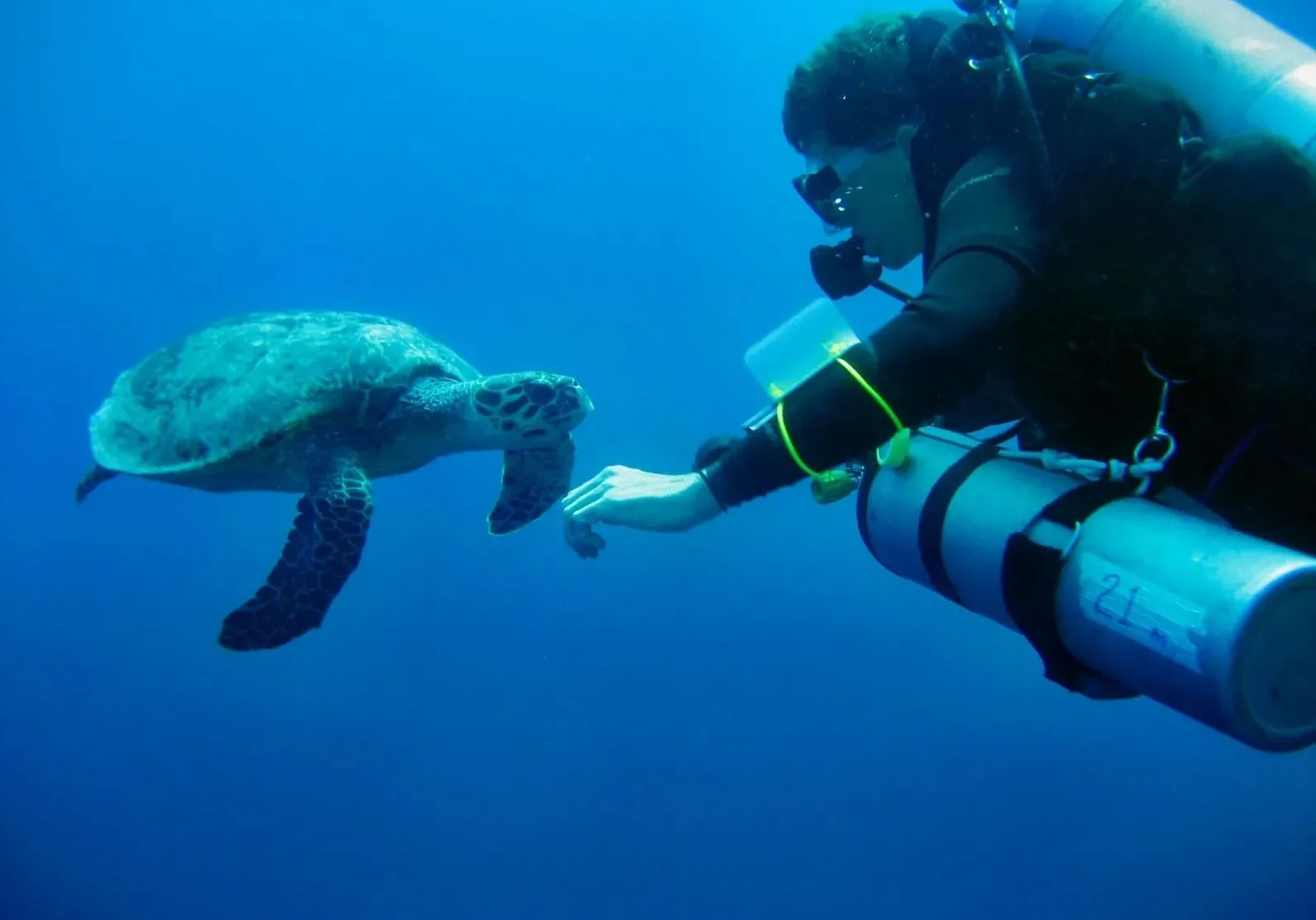 Plongeur interagissant avec une tortue de mer dans l'eau bleue