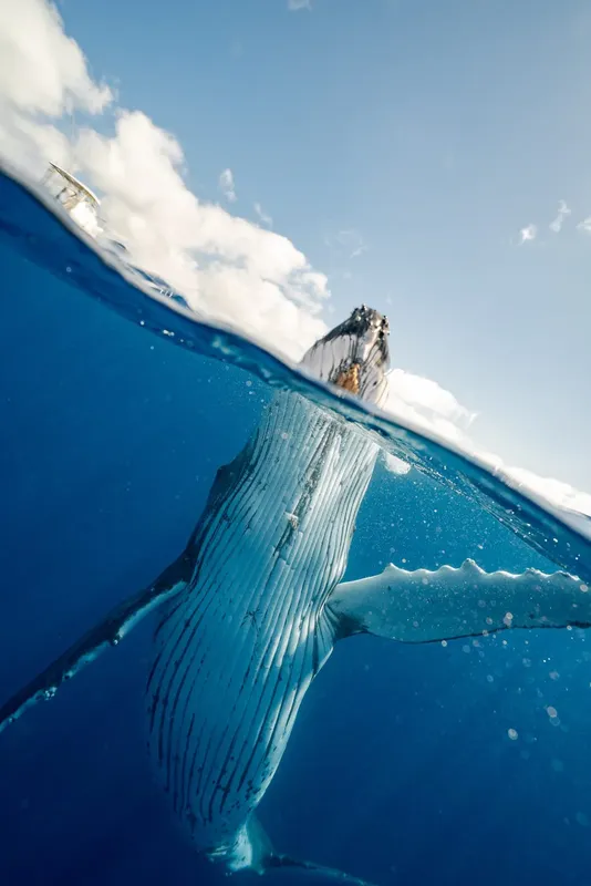Baleine à bosse vue d'en bas, moitié immergée, ciel bleu nuageux