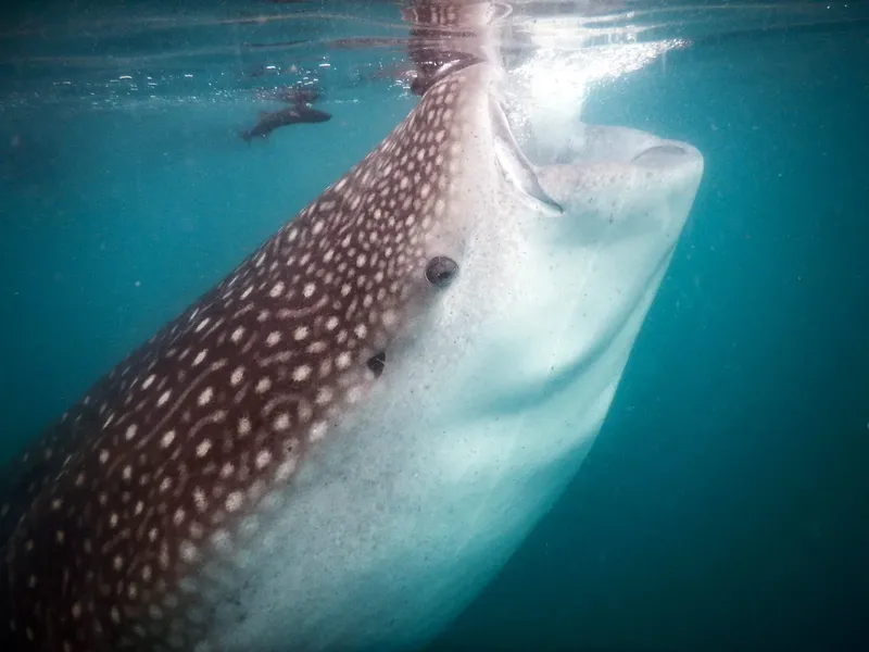 Requin baleine nageant en eaux turquoise, gros plan sur sa tête