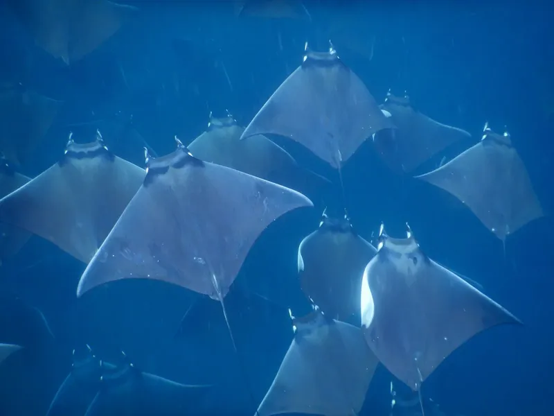 Groupe de raies manta nageant dans une eau bleue profonde