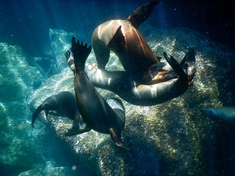 Otaries nageant gracieusement dans l'eau bleue, rayons de soleil filtrant