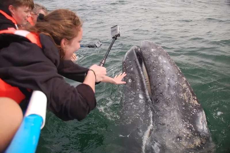 Une personne tente de toucher une baleine à l'aide d'un selfie stick