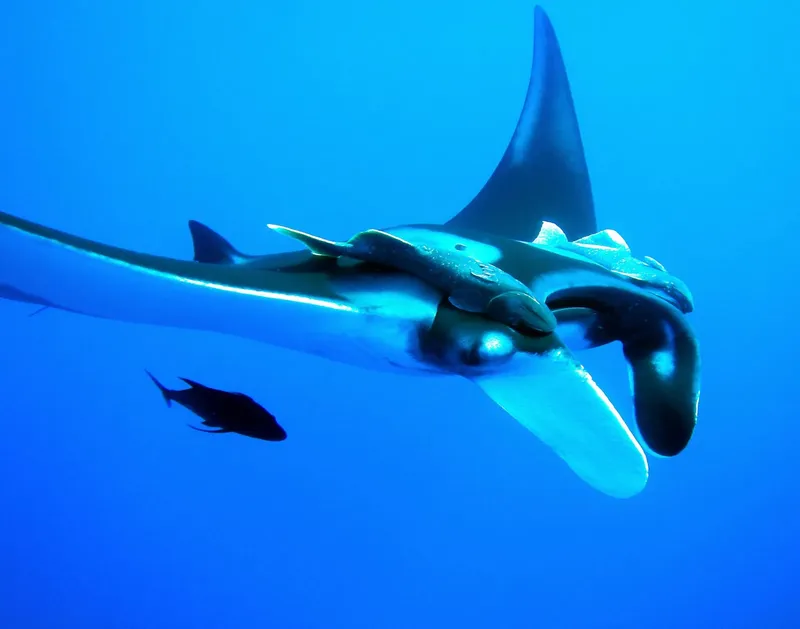 Raie manta nageant gracieusement dans l'eau bleue avec un petit poisson