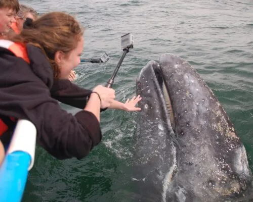 Femme tentant de toucher une baleine avec une caméra GoPro