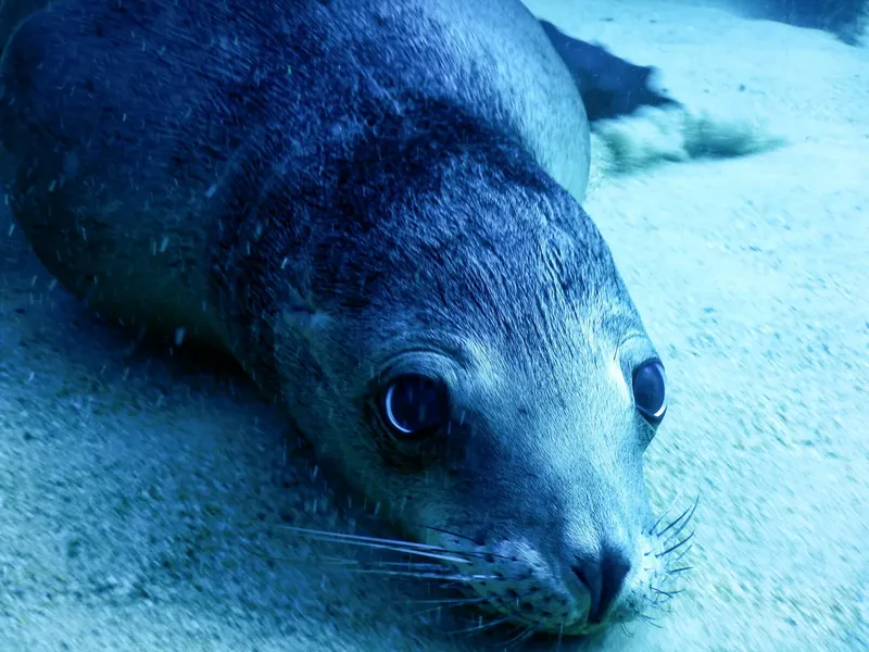 Gros plan d'une otarie nageant sous l'eau, regardant l'observateur