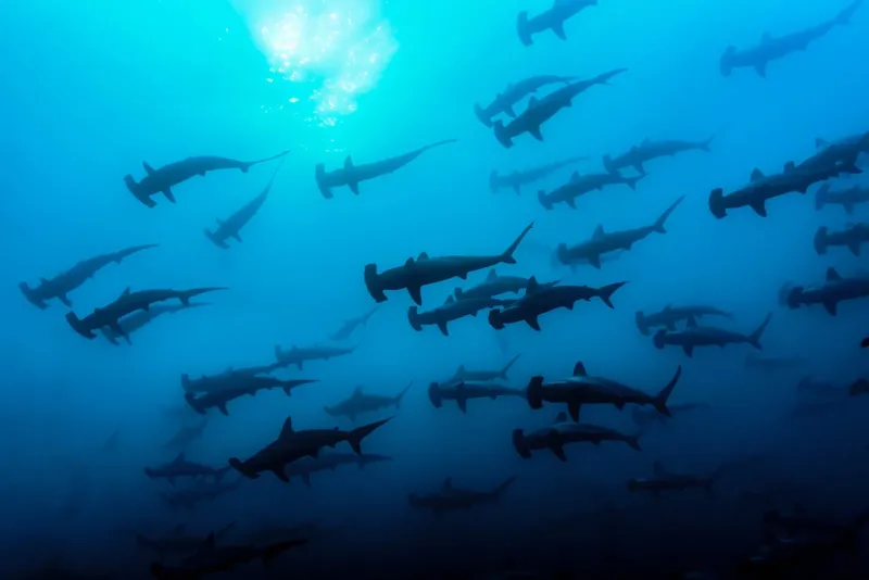 Groupe de requins-marteaux nageant dans une eau bleue et lumineuse