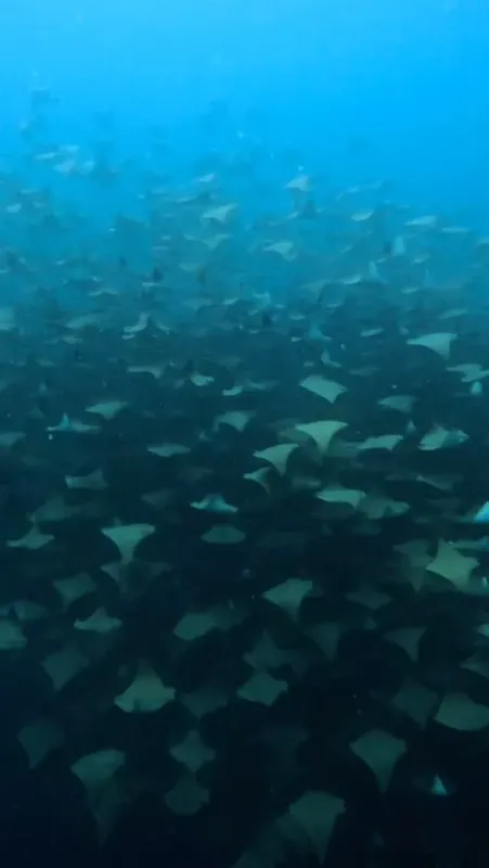 Grand banc de raies manta nageant dans une eau bleue profonde