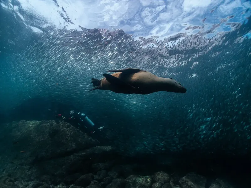 Otarie nageant en pleine eau entourée d'un banc de poissons argentés