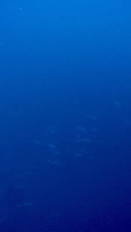 Banc de petits poissons argentés nageant dans l'eau bleue profonde