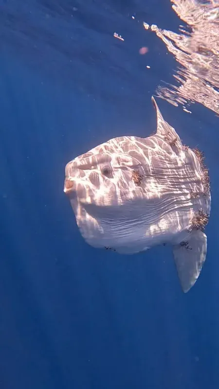 Poisson-lune nageant en pleine eau bleue, lumière du soleil filtrée