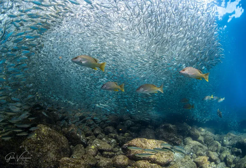 Banc de poissons argentés avec quelques poissons jaunes au premier plan