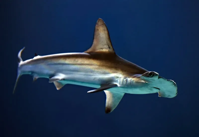 Requin marteau nageant dans l'eau bleue, vue latérale, animal marin