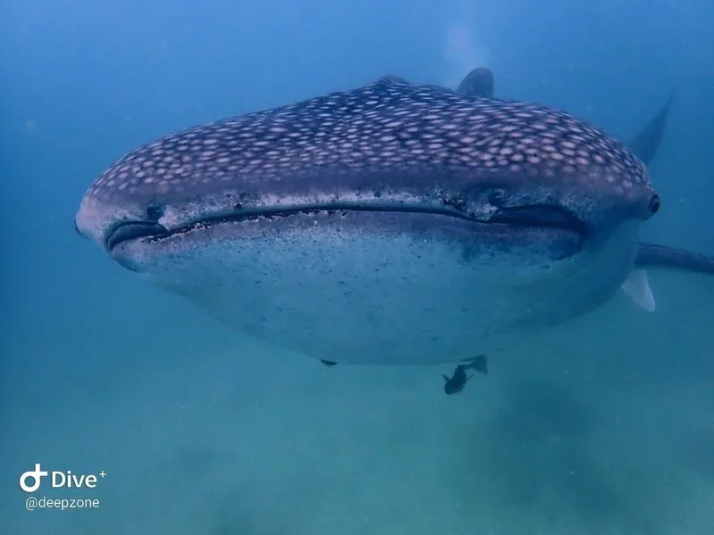 Requin baleine nageant paisiblement dans une eau turquoise et claire