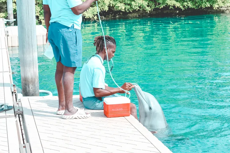 Deux personnes interagissent avec un dauphin au bord d'un ponton