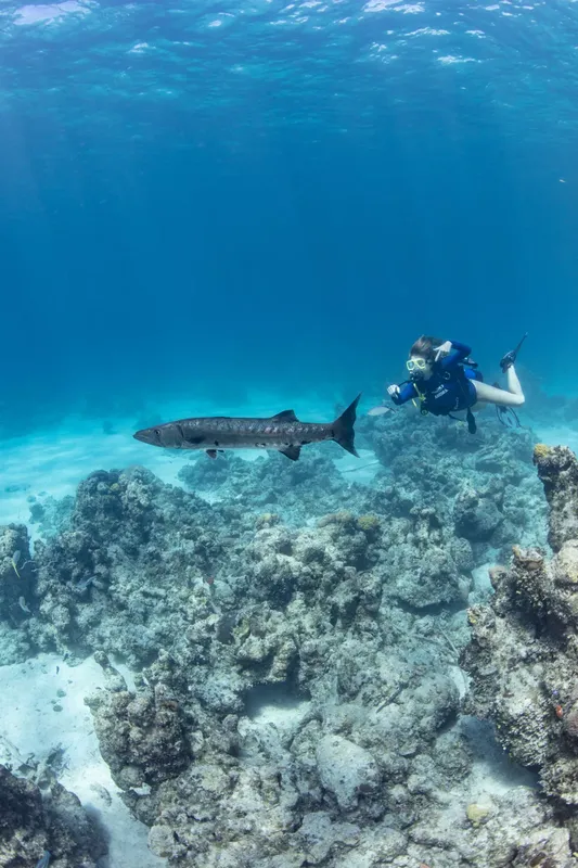 Un plongeur observe un grand barracuda au-dessus d'un récif corallien