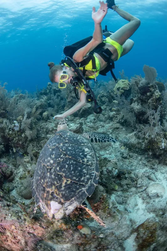Plongeuse interagissant avec une tortue marine sur un récifal corallien