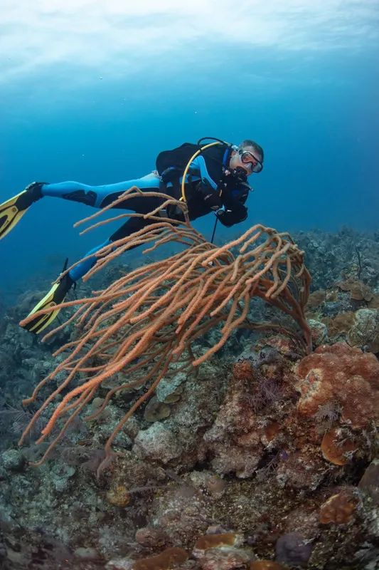 Plongeur explorant un récif corallien avec des éponges orange