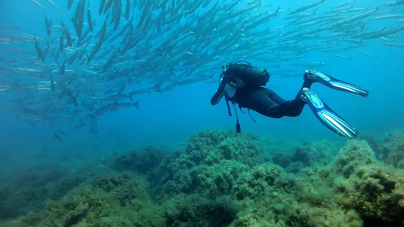 Plongeur évolue au milieu d'un banc de poissons argentés en mer