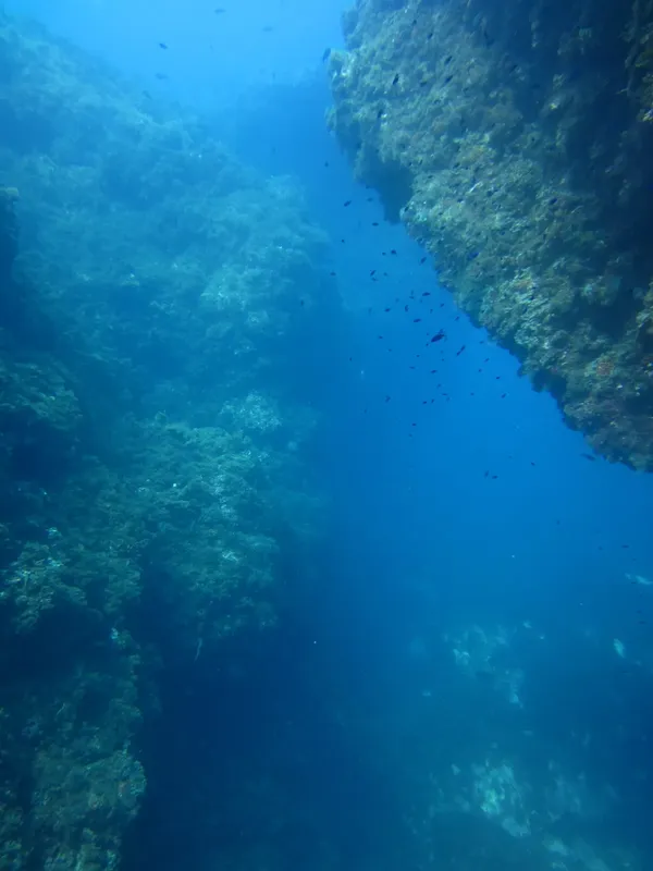 Vue sous-marine d'une paroi rocheuse couverte d'algues et de petits poissons