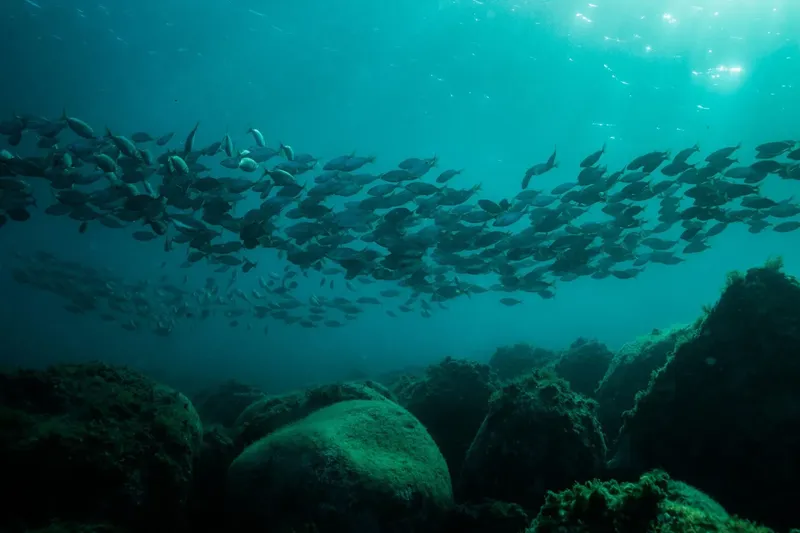 Banc de poissons argentés nageant au-dessus d'un fond rocheux sous-marin