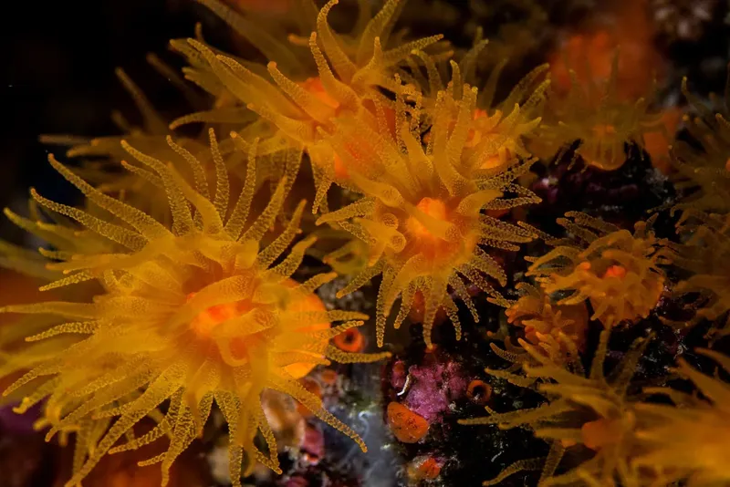 Anemones de mer orange et jaunes sur un fond rocheux sombre