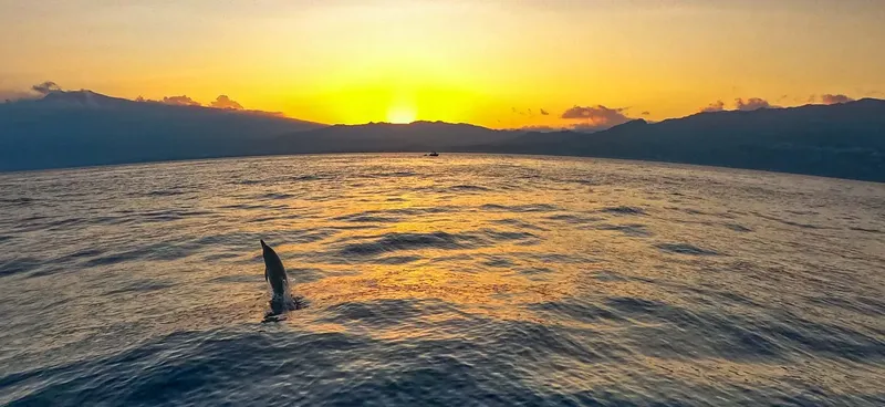 Dauphin sautant hors de l'eau au coucher du soleil en mer