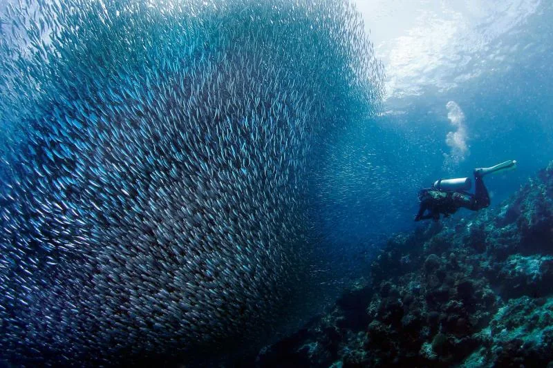 Plongeur face à un banc de poissons argentés en pleine mer