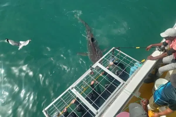Grand requin blanc observé depuis un bateau avec des plongeurs