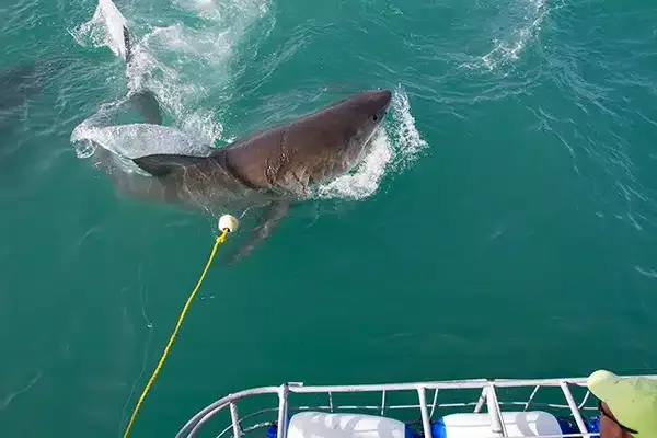 Grand requin blanc bondissant hors de l'eau, vue depuis un bateau