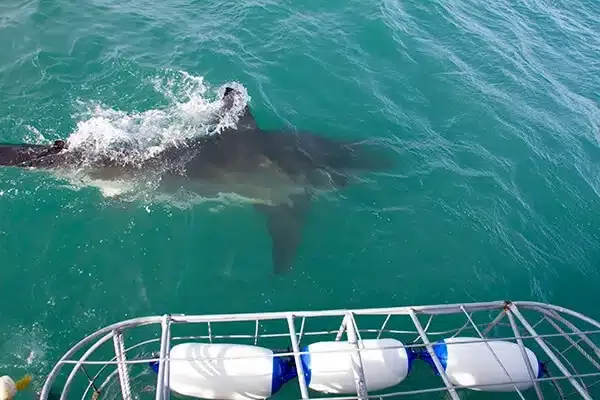 Grand requin blanc bondissant à la surface de l'eau turquoise