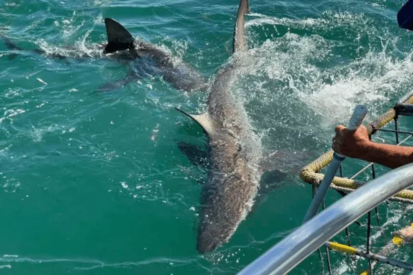 Deux requins nagent près d'un bateau avec des vagues