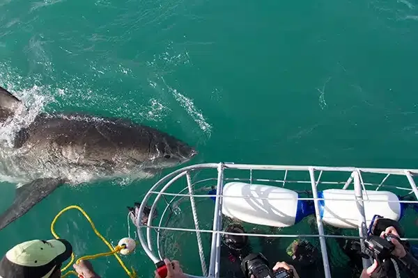 Grand requin blanc nageant près d'une cage avec des plongeurs