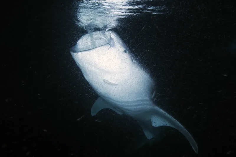 Requin baleine nageant dans les profondeurs sombres de l'océan