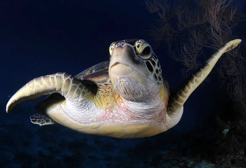 Tortue marine nageant paisiblement dans les eaux bleues de l'océan