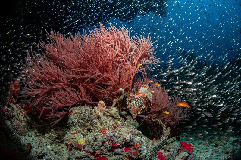 Coraux roses et banc de poissons argentés en milieu marin