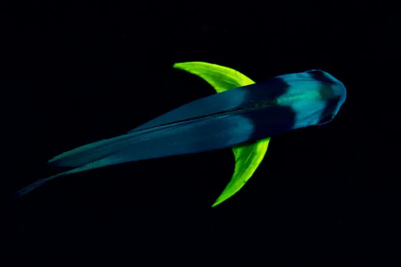 Poisson volant aux nageoires pectorales déployées dans l'eau sombre