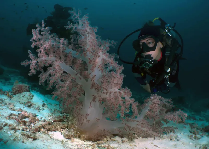Plongeur explorant un récif corallien avec une gorgone rose imposante