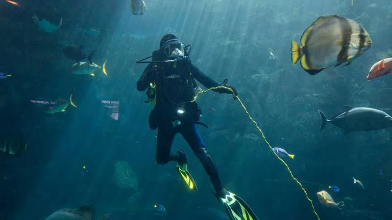 Plongeur explore un récif avec de nombreux poissons colorés