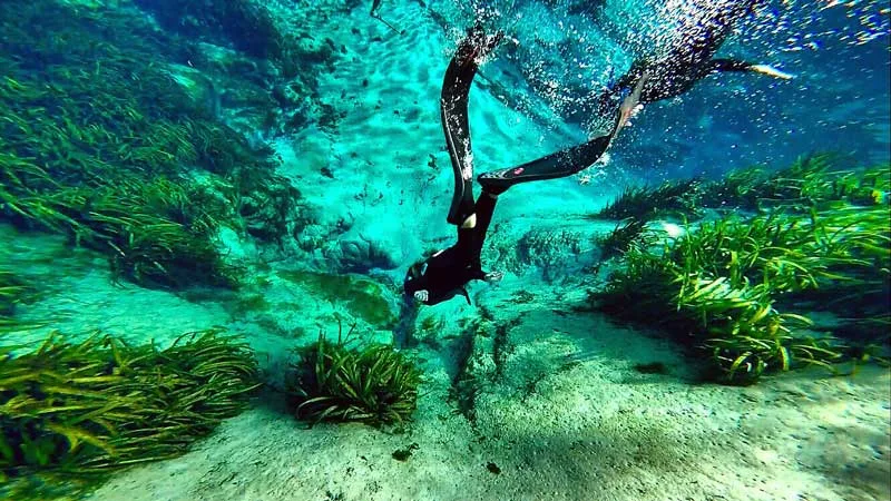 Plongeur en apnée nageant dans une eau turquoise avec végétation aquatique