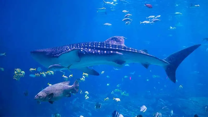 Requin baleine nageant dans l'eau bleue entouré de petits poissons