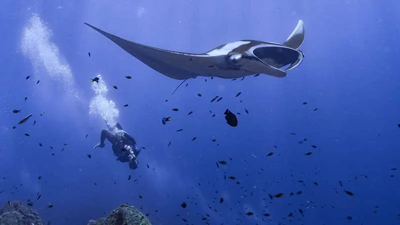 Plongeur et raie manta évoluent dans un environnement marin bleu